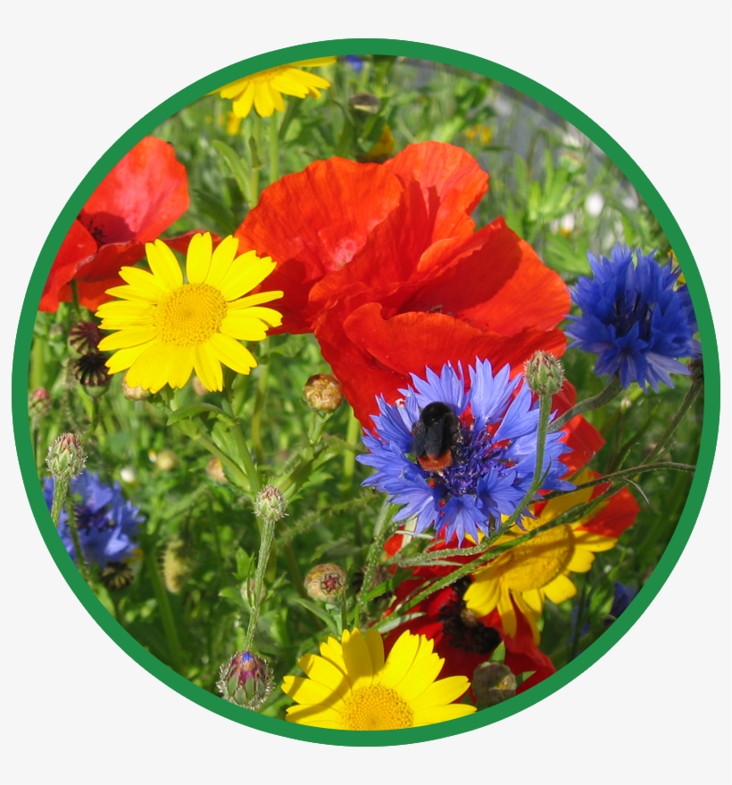 Wild Flowers, transparent png download