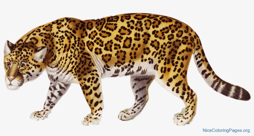 Jaguar Png, transparent png download