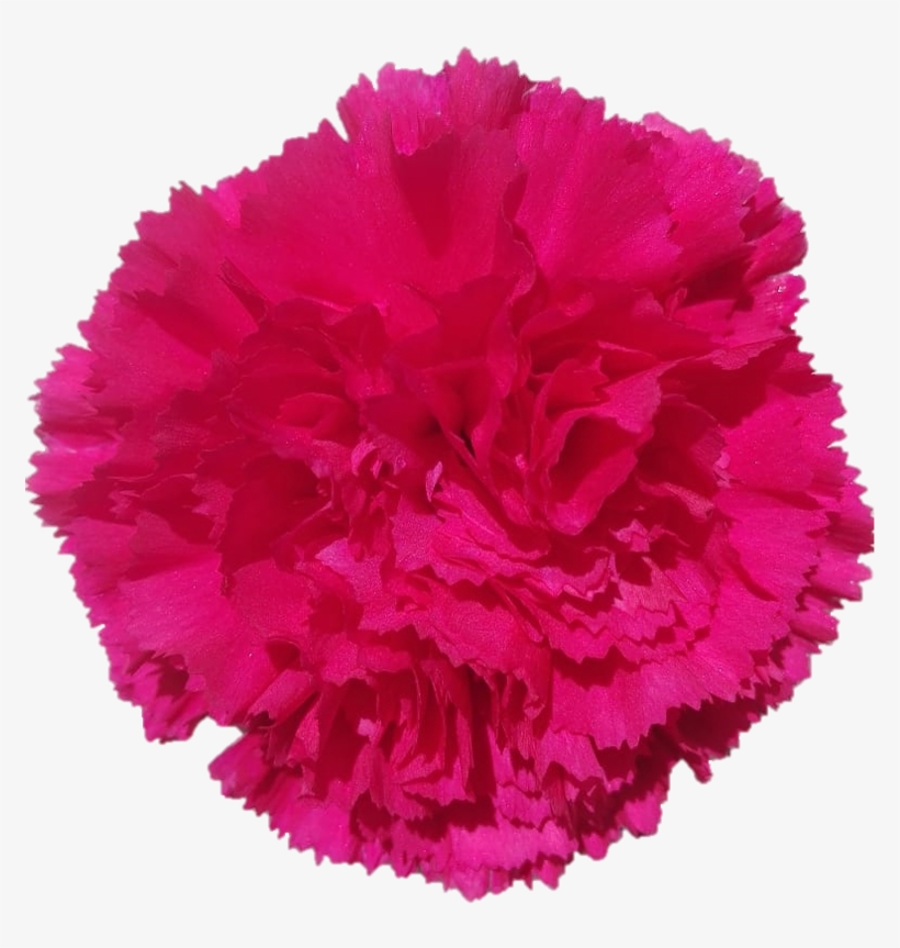 Bizet - Carnation - Carnation, transparent png download