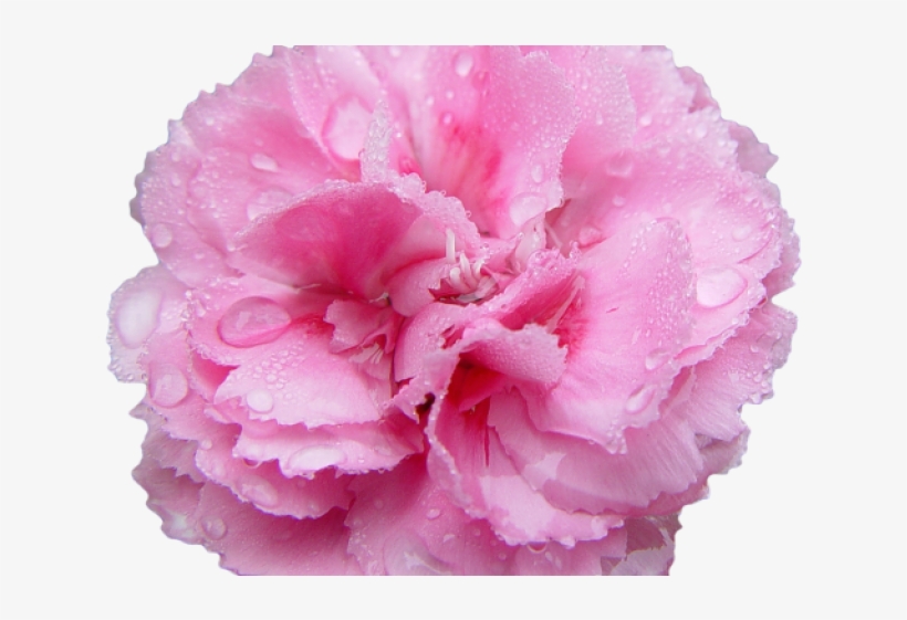 Carnation Clipart Transparent Background - Ical Beauty Glowing Masker, transparent png download
