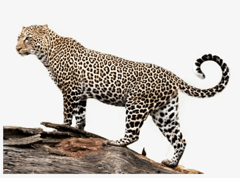 Free Png Download Jaguar Png Images Background Png - Gajner Wildlife Sanctuary In Bikaner, transparent png download