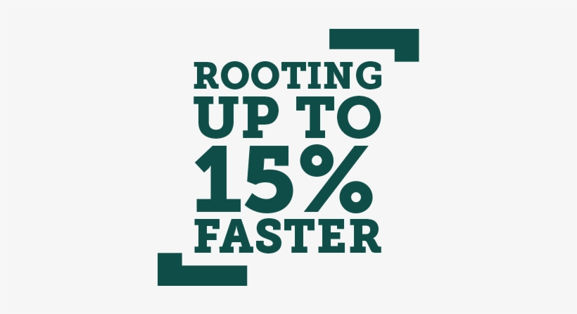 Carnation Statement - Family, transparent png download