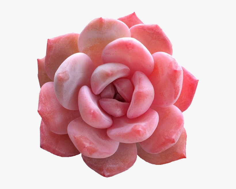 83 Images About Flora And Fauna On We Heart It - Pink Succulent, transparent png download