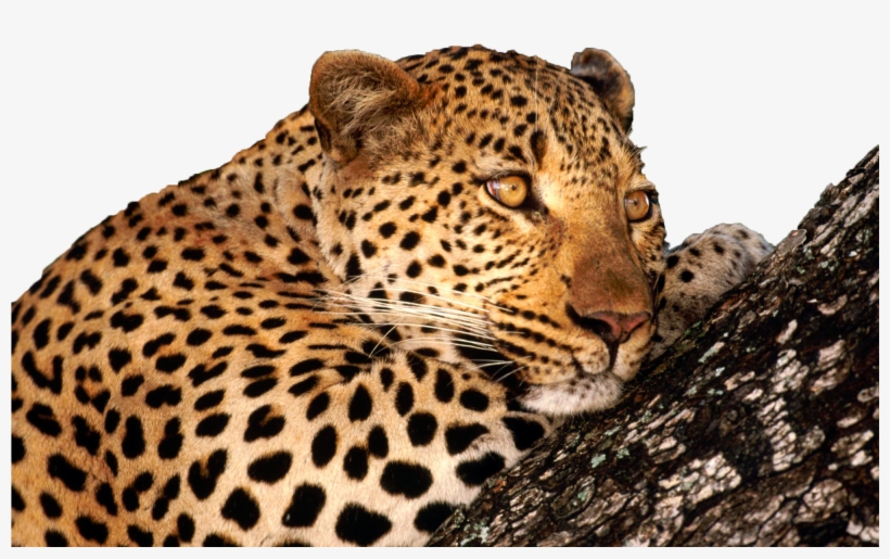 Persian Leopards, transparent png download