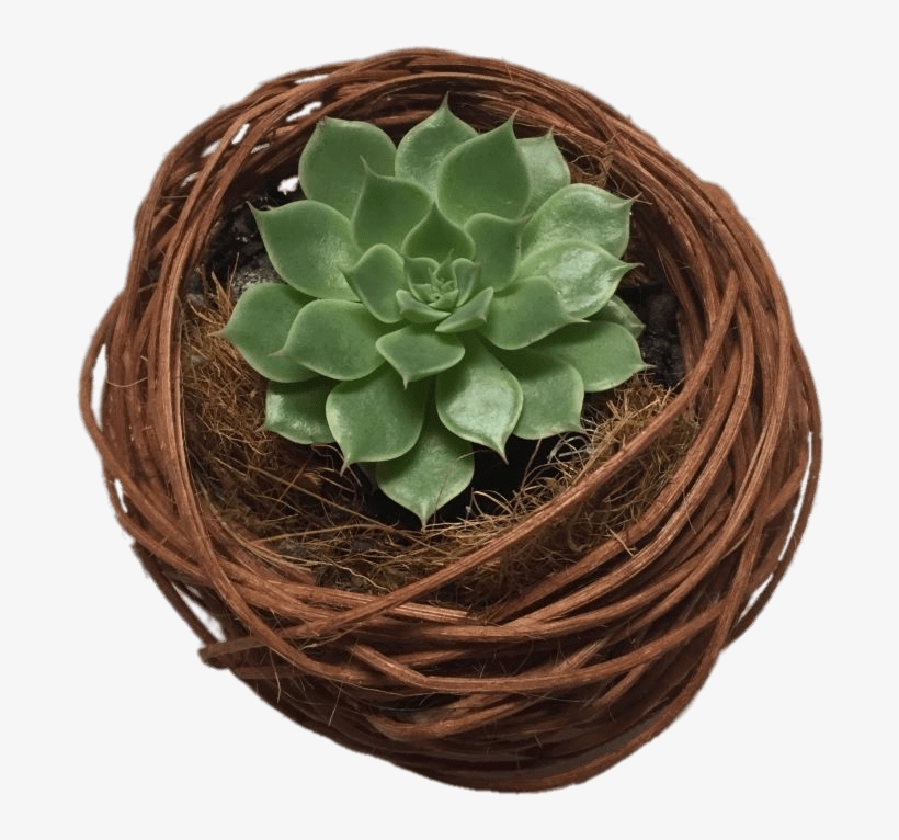 Nature - Succulents - Cactus, transparent png download