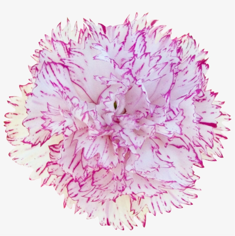 Carnation - Dianthus, transparent png download