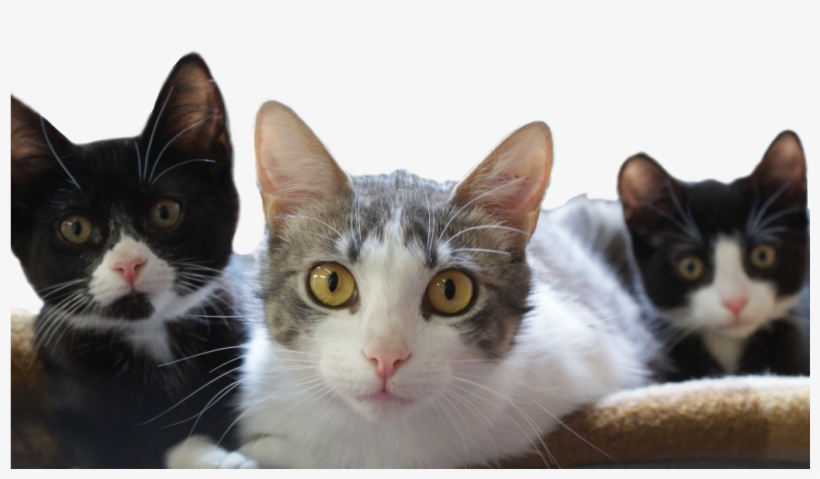 Kittens Adopt, transparent png download