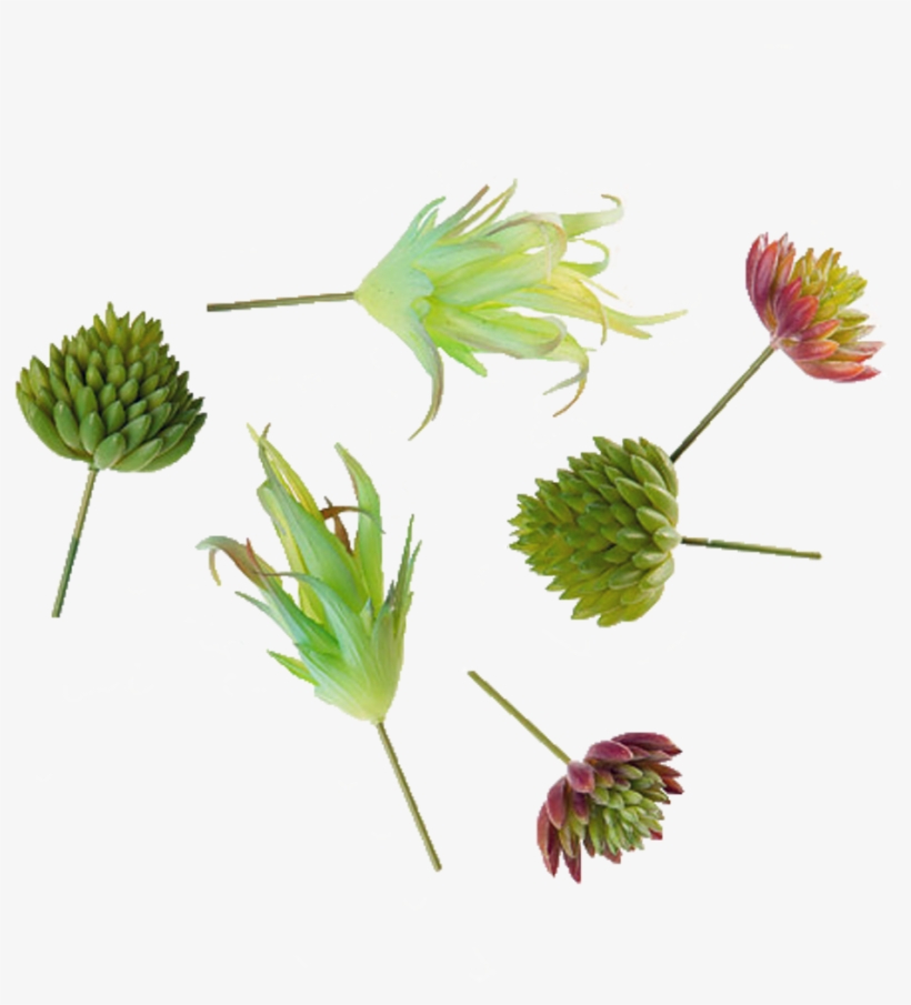 Buttercup, transparent png download