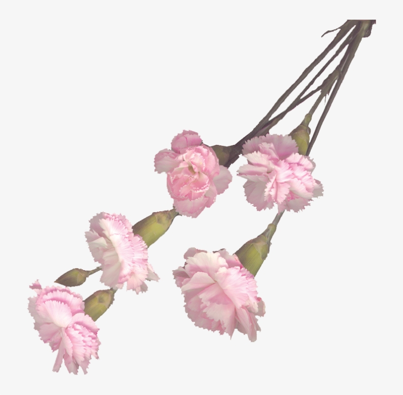 Transparent Pink Carnation Png, transparent png download