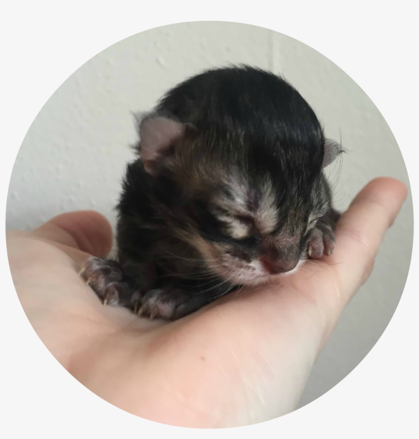 I Have The Kittens - Kittens Circle, transparent png download