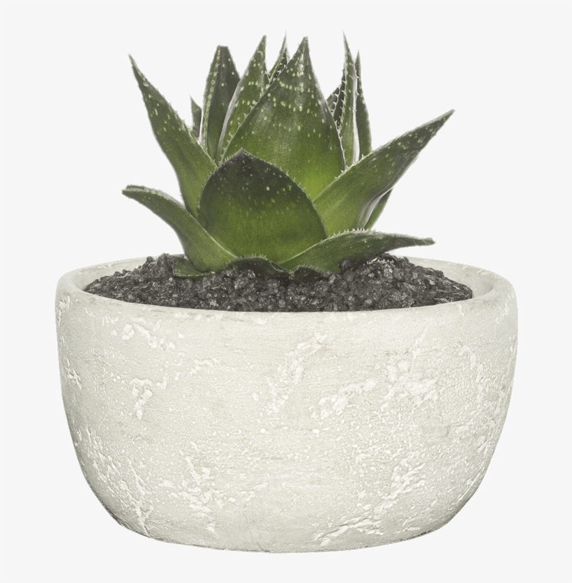 Nature - Flowerpot, transparent png download
