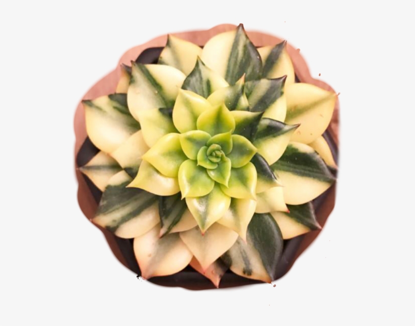 Varigated Black Prince Echeveria - Agave, transparent png download