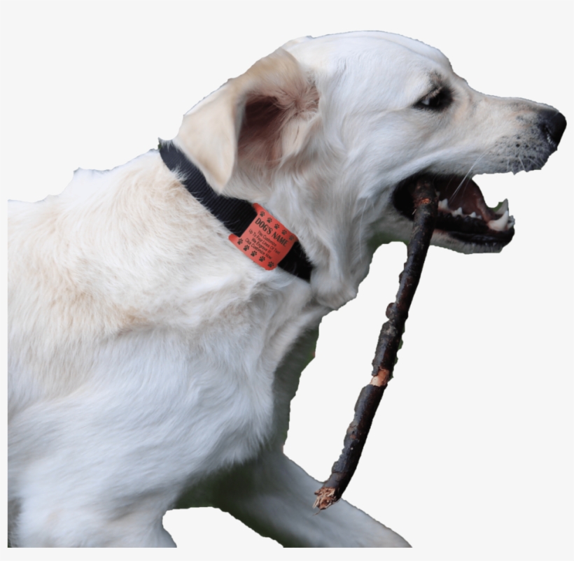 Charliegh With Oranage Tag-min - Dog Catches Something, transparent png download