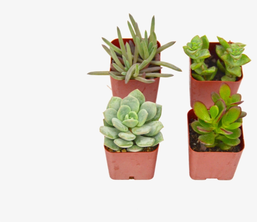 4 Succulent Variety Pack - Flowerpot, transparent png download
