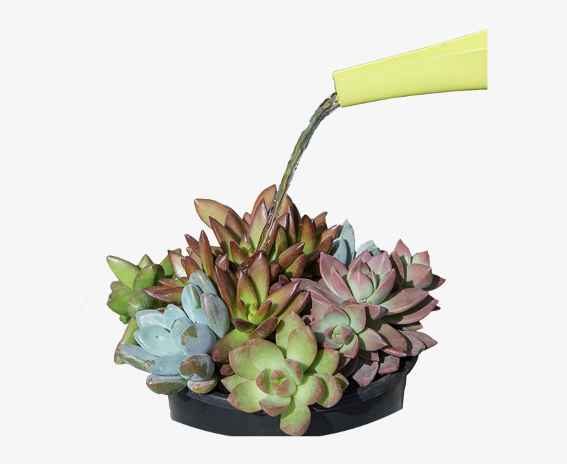 You Will Learn A Lot About Your Succulents And What - Flowerpot, transparent png download