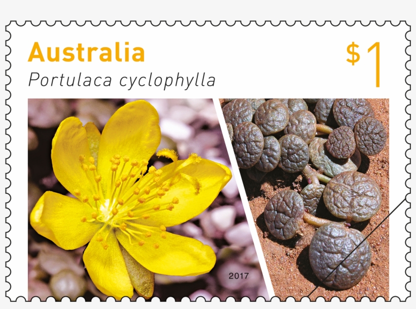 $1 Stamp Featuring Portulaca Cyclophylla - Australian Stamps 2017, transparent png download