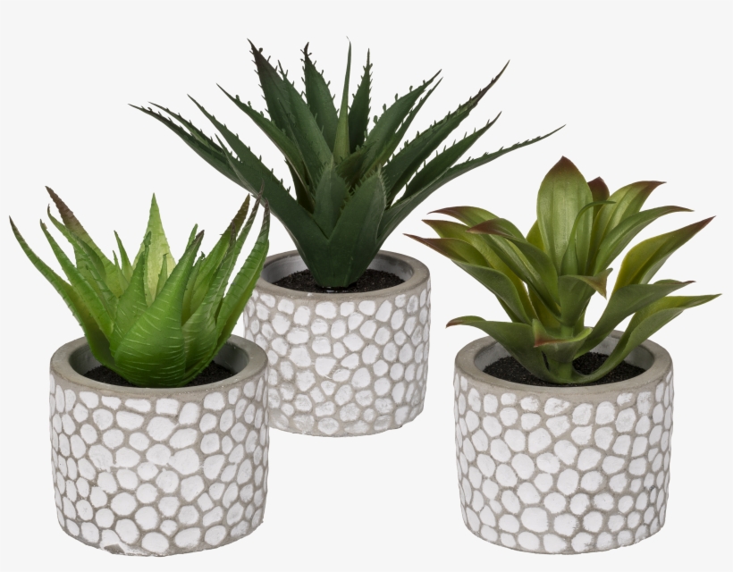 Flowerpot, transparent png download