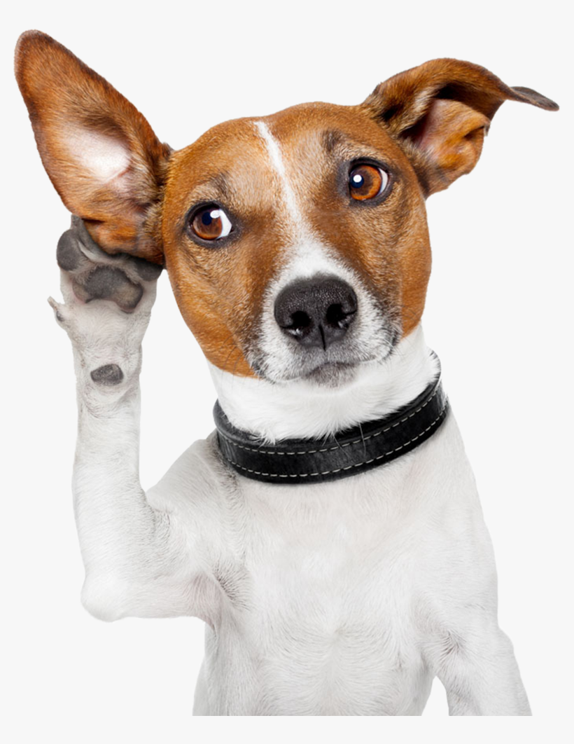 Dog Png Image Free Download Searchpng - Get Attention, transparent png download