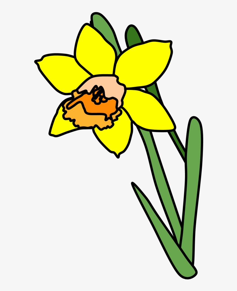 Daffodil, Yellow, Orange, transparent png download