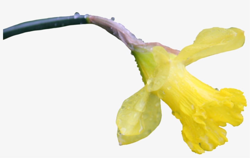 Daffodil Png - Flower, transparent png download