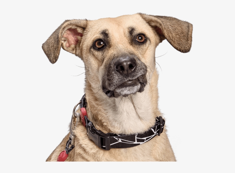 Morso® - Dog - Companion Dog, transparent png download
