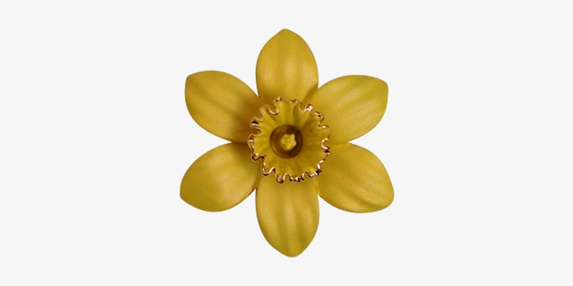 Daffodils - Moth Orchid, transparent png download