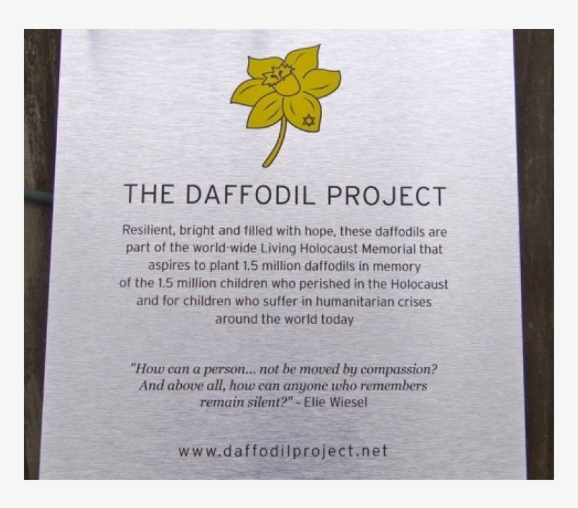 A Week After The Daffodil Project, On Jan - Narcissus, transparent png download