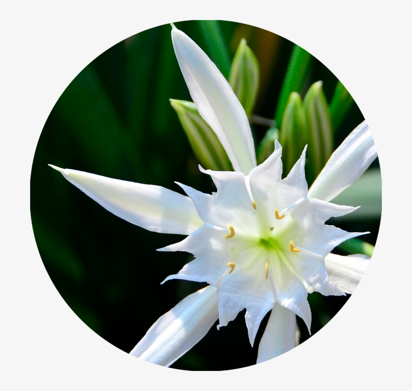 White Sea Daffodil - Water Lily, transparent png download