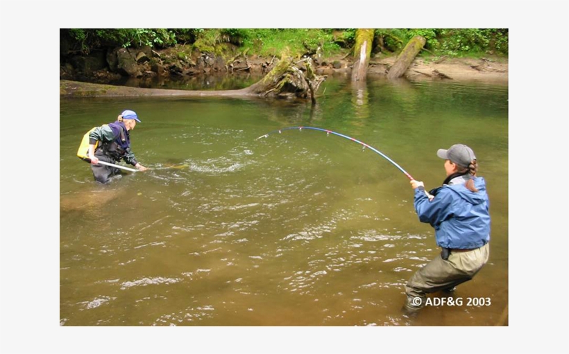 Adfg Stream Survey Fish Catch Png - Cast A Fishing Line, transparent png download