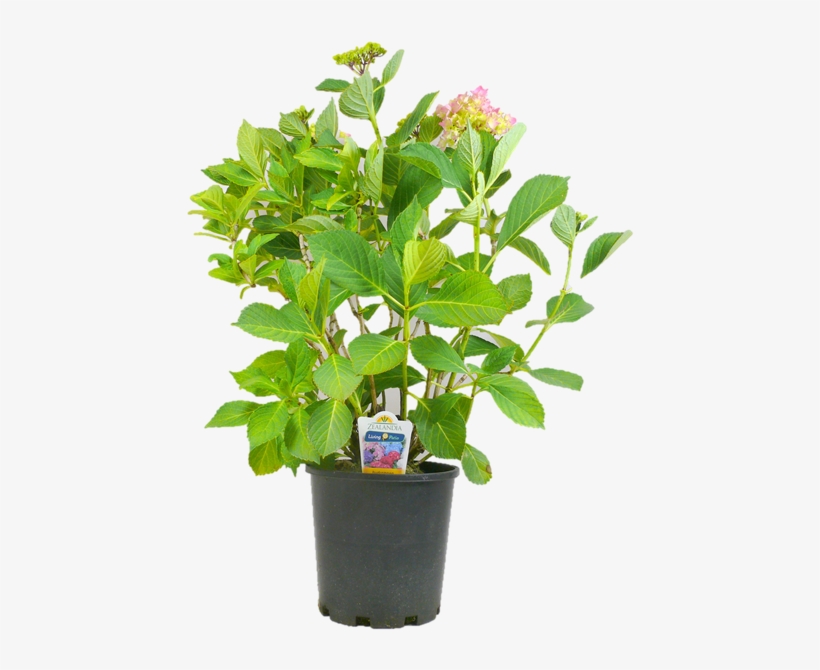 170mm Hydrangea - Hydrangea Macrophylla - Flowerpot, transparent png download