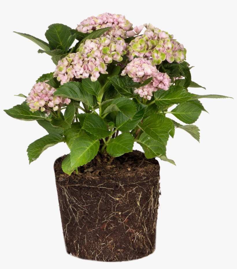 Hydrangea - Small Mum Plants, transparent png download