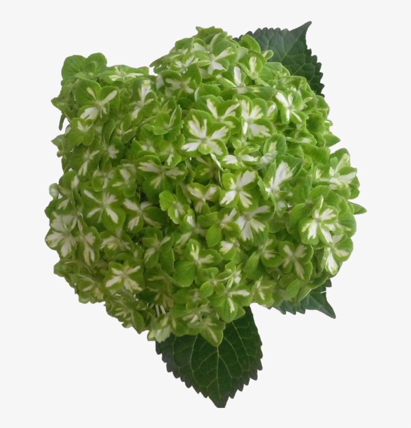 S421400119296239765 P423 I2 W900 - Hydrangea Esmeralda, transparent png download