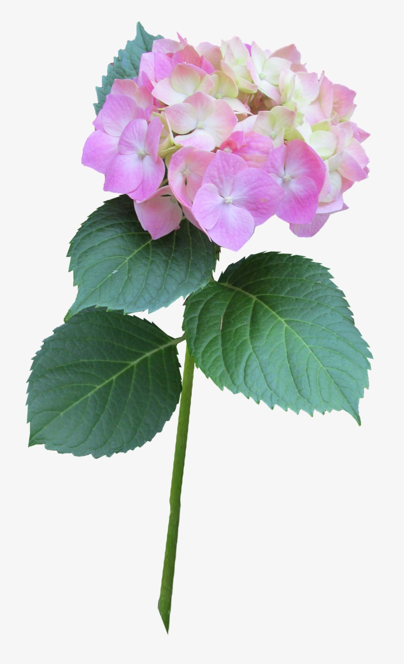 Hydrangea Pink Stem - Hydrangea Serrata, transparent png download
