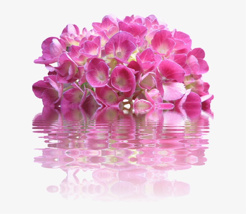 Transparent Pink Hydrangea, transparent png download