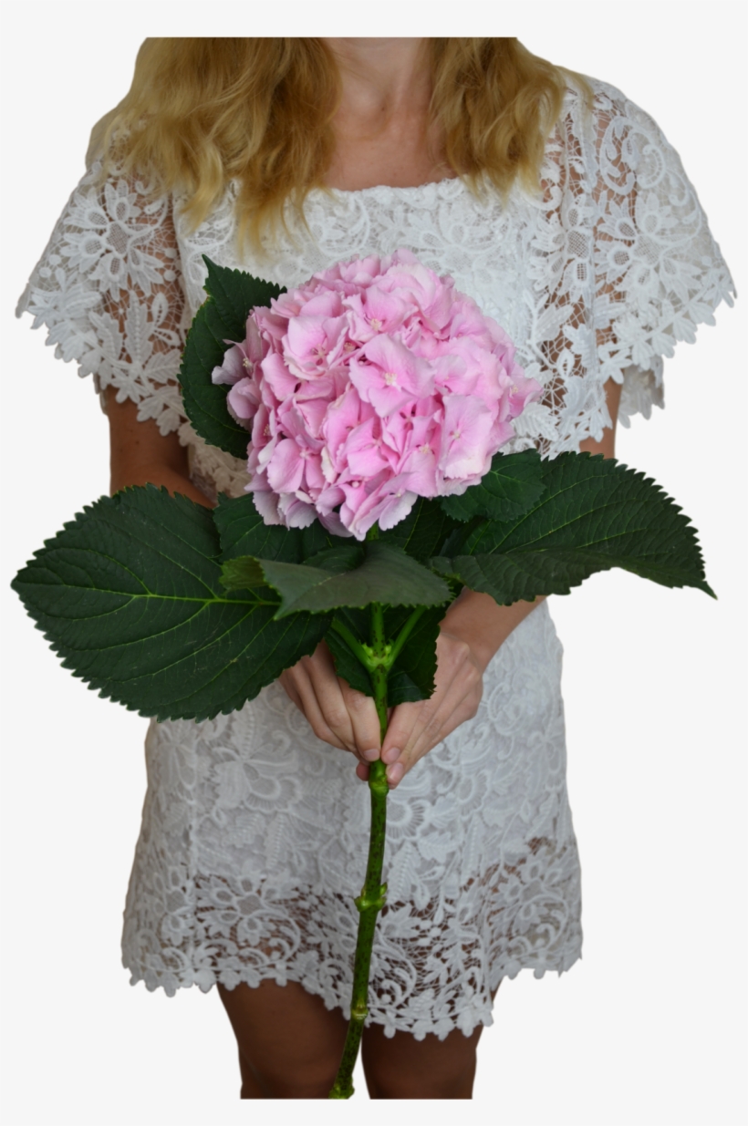 Pink Hydrangea Flower Shop Studio Flores - Bouquet, transparent png download