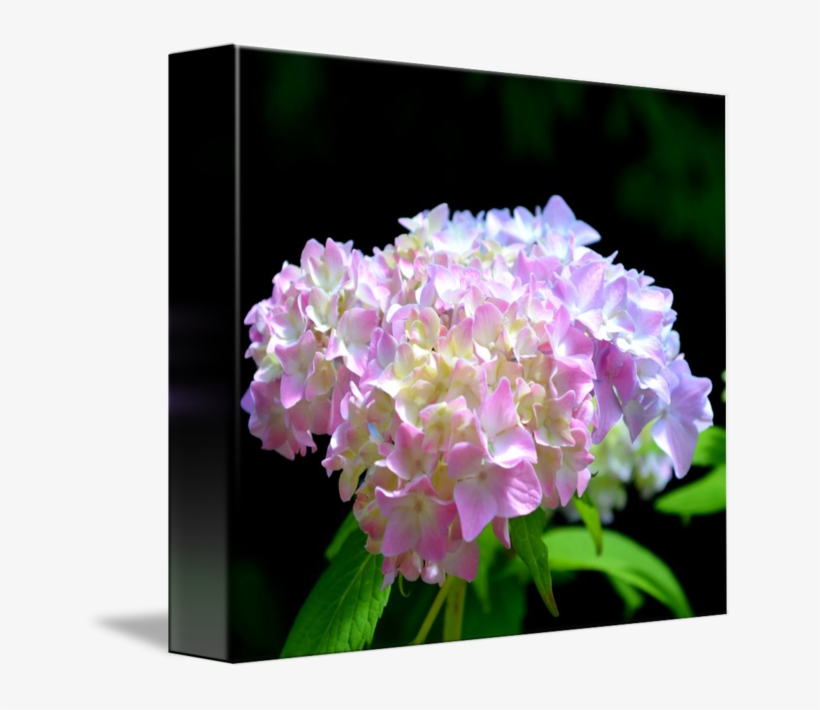 Morning Whisper Hydrangea - Hydrangea, transparent png download