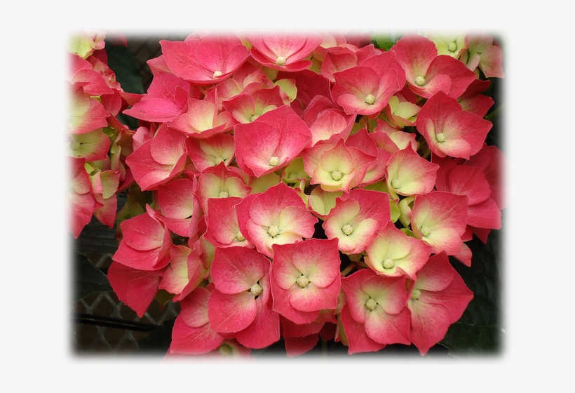 Wild Things Grow - Hydrangea, transparent png download