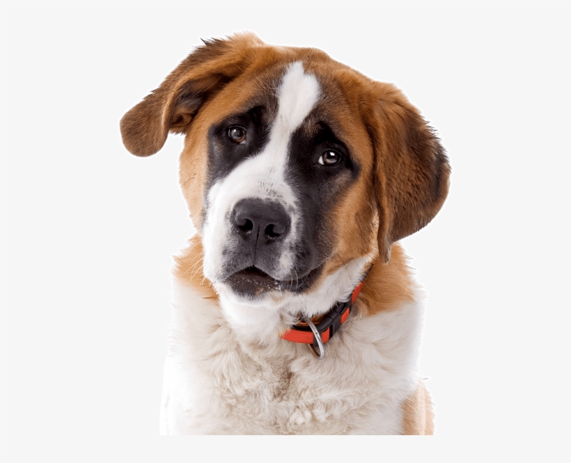Greater Swiss Puppies Dogs - Dog, transparent png download