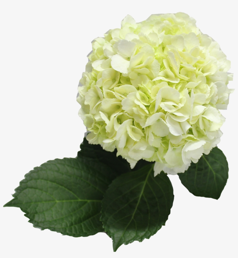 Single Color Box For Natural Hydrangeas Full - Hydrangea, transparent png download