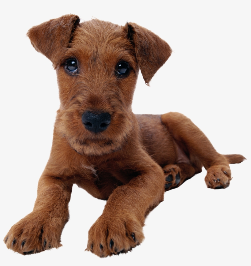 Mixed Dog Png, transparent png download