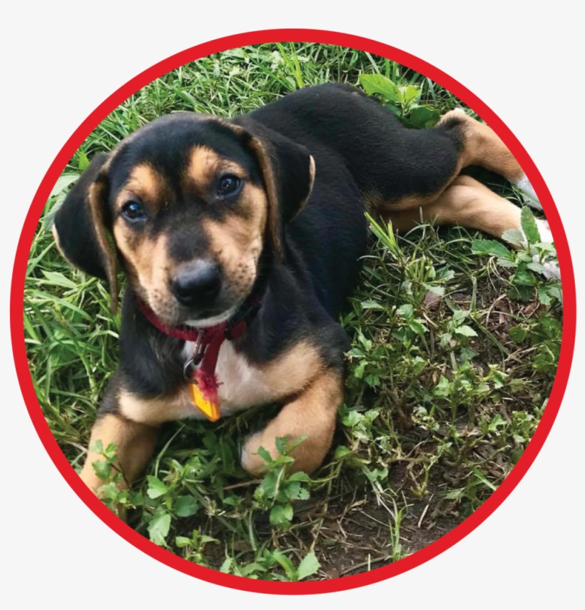 Website Puppy Graphic - Beaglier, transparent png download