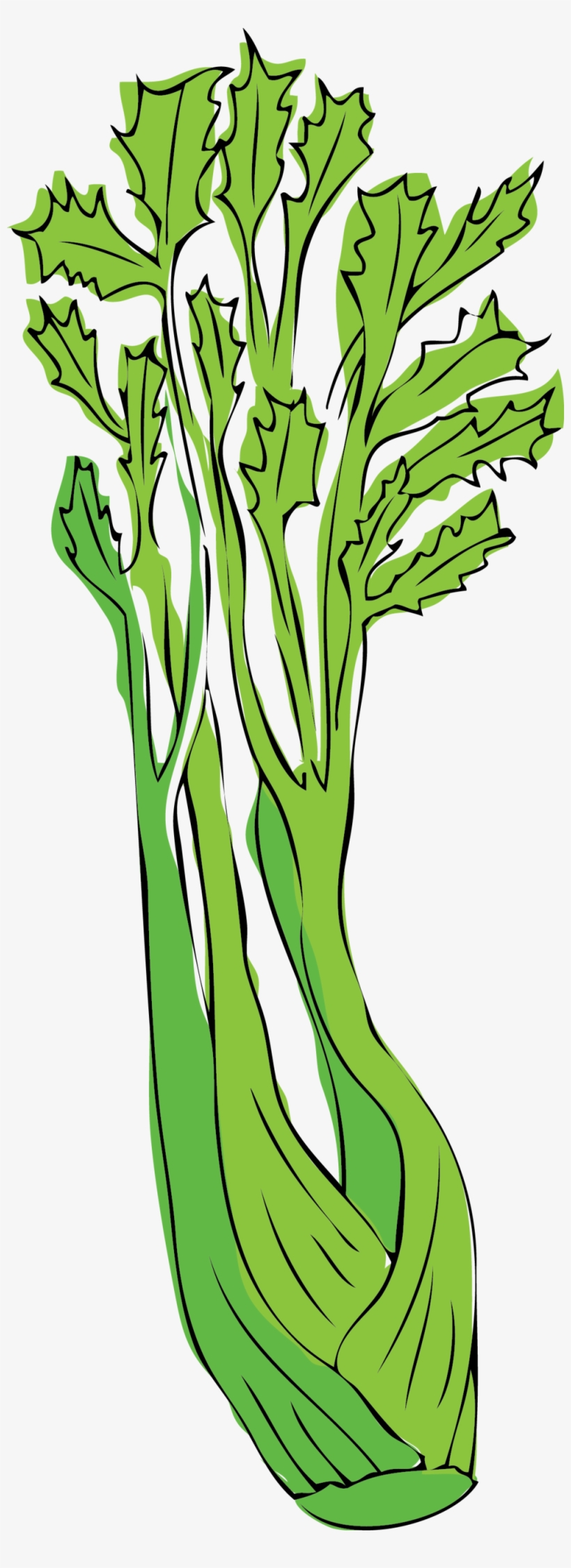 Celery, transparent png download