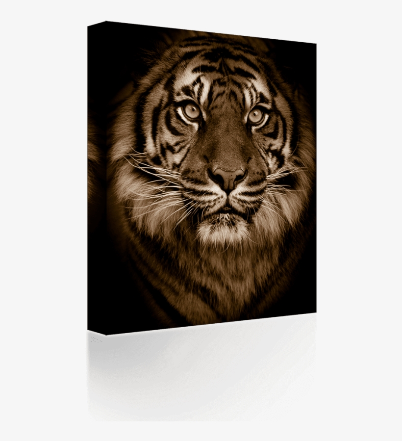 Free Png Download Golden Bengal Tiger Green Eyes Big - Tiger Porträtt, transparent png download