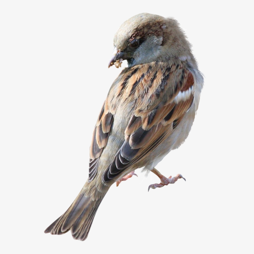 sparrow png download png image with transparent background bird png eating transparent png 537x741 free download on nicepng sparrow png download png image with