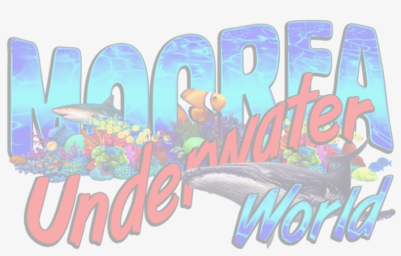 Moorea Semi-submersible, Day Tour, Moorea Submarines, - Clown Fish, transparent png download