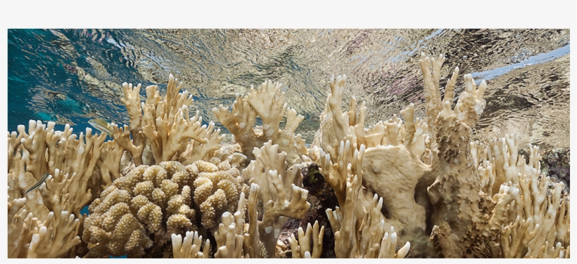 Alcazar - Sea, transparent png download