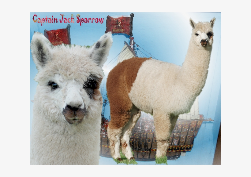 Captain Jack Sparrow Iar 158276 Dob 20/4/09 - Llama, transparent png download