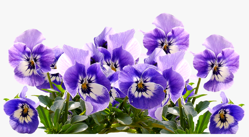 Pansy Png, transparent png download