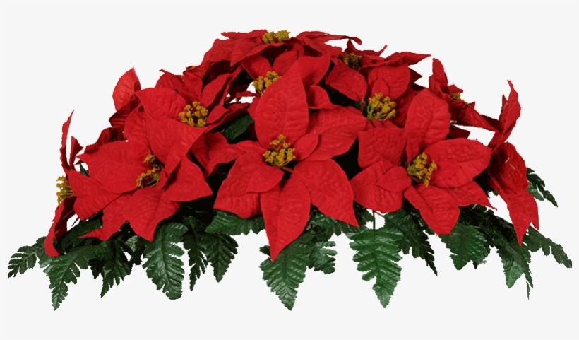 Poinsettias Clipart Poinsettia Leave - Fleurs De Noel Pour Cimetiere, transparent png download