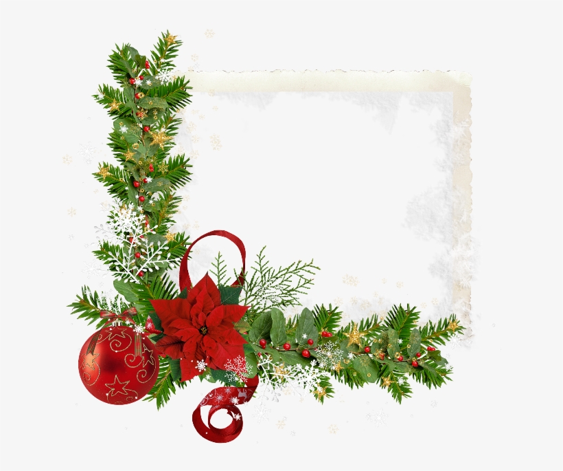 650 X 630 14 - Transparent Christmas Rose, transparent png download